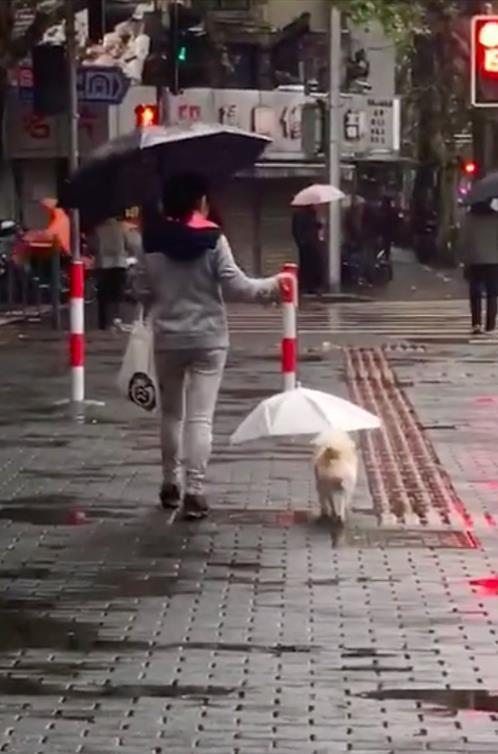 雨中女子撐着兩把雨傘，路人感到好奇，湊近一看，感動不已