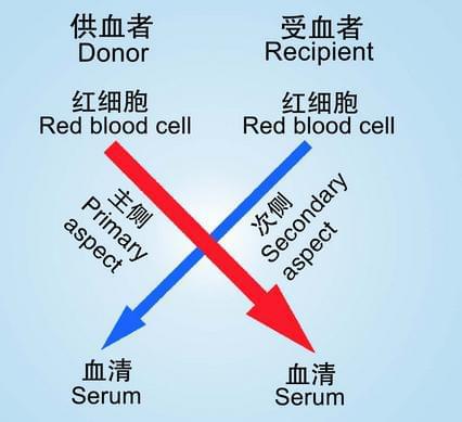 爲什麼血型不合的人之間進行輸血會造成致命危害？